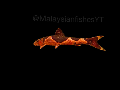 Lizard fish
