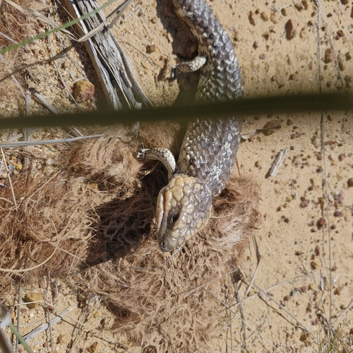 Southwestern Shingleback