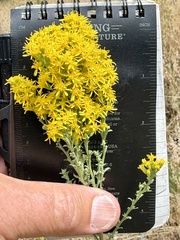 Solidago velutina, photograph (c) Henrik Kibak, some rights reserved (CC BY)