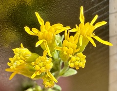 Solidago velutina, photograph (c) Henrik Kibak, some rights reserved (CC BY)