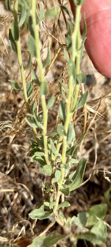 Solidago velutina, photograph 3