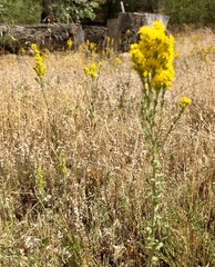 Solidago velutina, photograph (c) Henrik Kibak, some rights reserved (CC BY)