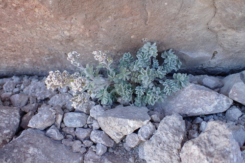 Smelowskia ovalis, 2026-08-01