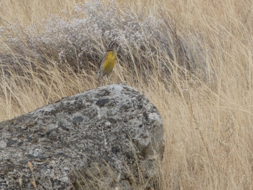Western Meadowlark