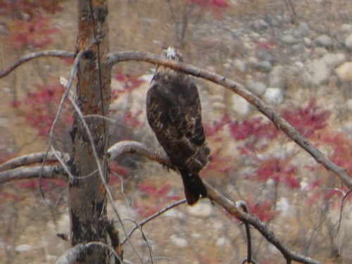 Red-tailed Hawk