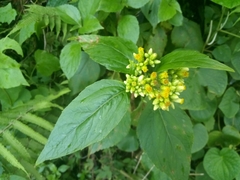 Schistocarpha eupatorioides