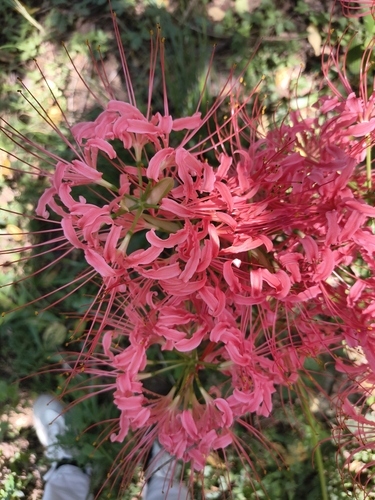 red spider lily