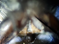 Oxysarcodexia ventricosa