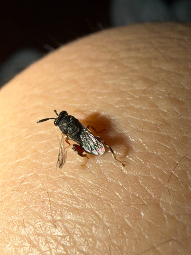 Brachymeria, 2026-09-10