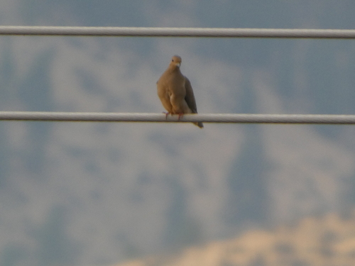 Mourning Dove