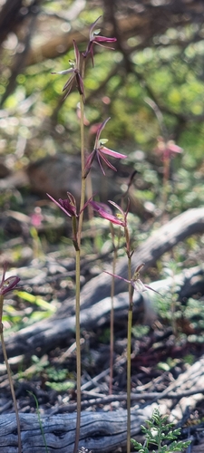 Gnat orchid