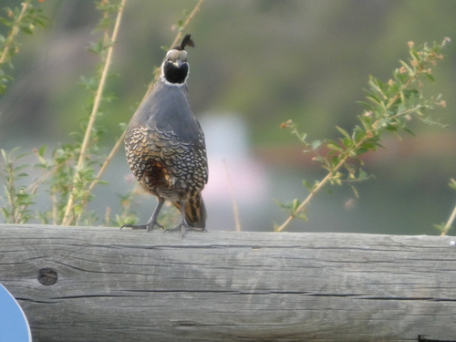 California Quail