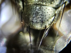 Oxysarcodexia ventricosa