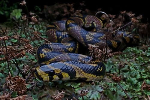 Mandarin Ratsnake