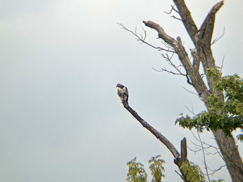 Red-tailed Hawk