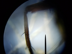 Oxysarcodexia ventricosa