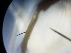 Oxysarcodexia ventricosa