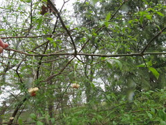 Euonymus atropurpureus atropurpureus