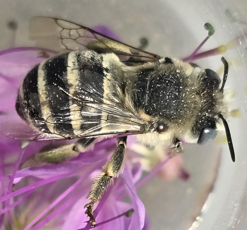 Urbane Digger Bee