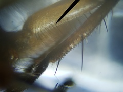 Oxysarcodexia ventricosa