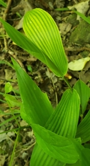 Dichanthelium boscii