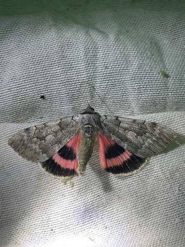 Pink Underwing