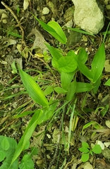 Dichanthelium boscii