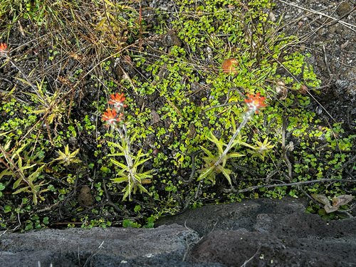 Castilleja arvensis observed 2026-08-29