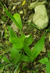 Dichanthelium boscii