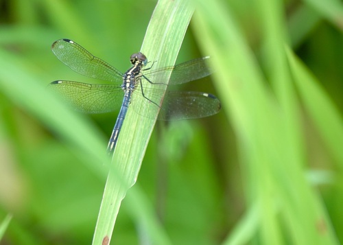 Pied-spot