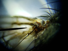 Oxysarcodexia ventricosa