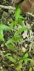 Dichanthelium boscii