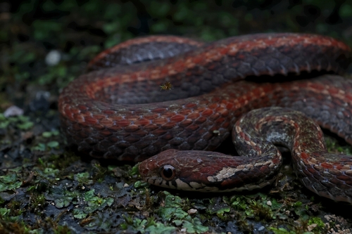 Kosempo Keelback