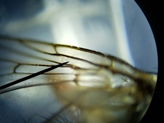 Oxysarcodexia ventricosa