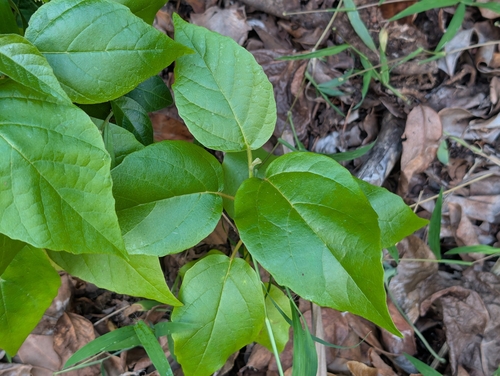 Cordia subcordata observed 2026-09-10