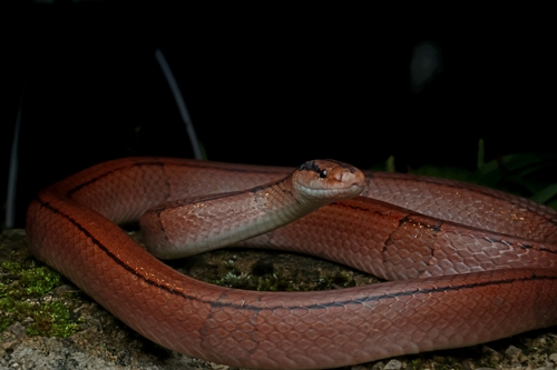 Oreocryptophis sichuanensis