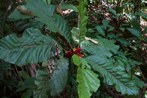 Pentagonia macrophylla