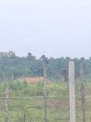 White-throated Kingfisher