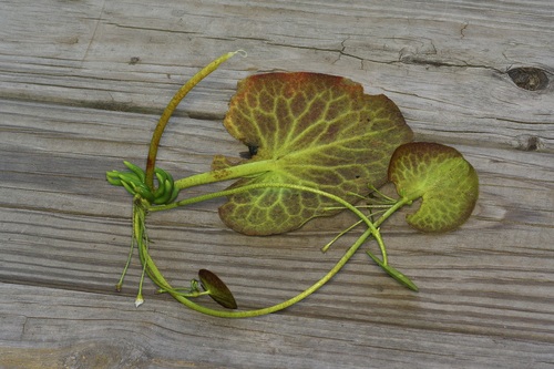Nymphoides aquatica, photograph 1