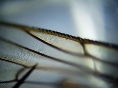 Oxysarcodexia ventricosa