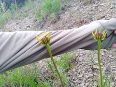Echinacea paradoxa paradoxa