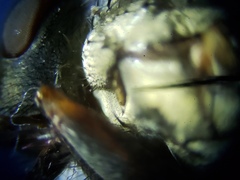 Oxysarcodexia ventricosa