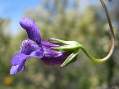 Neogaerrhinum strictum
