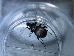 Sphaeroderus