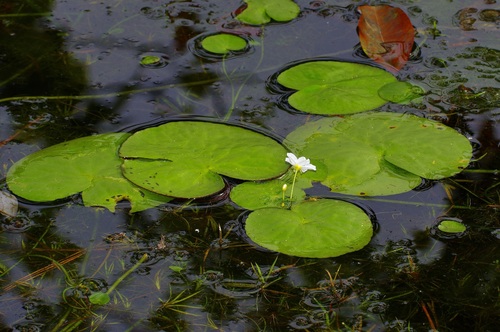 Nymphoides aquatica, photograph 2