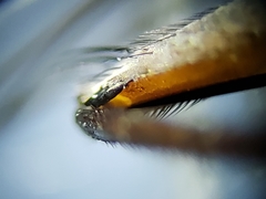 Oxysarcodexia ventricosa