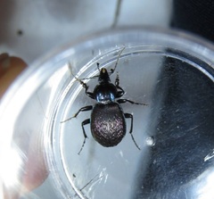 Sphaeroderus