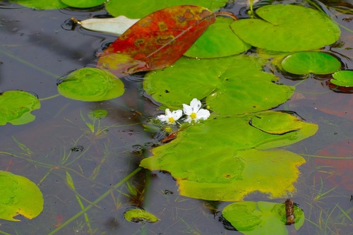 Nymphoides aquatica, photograph 3