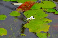 (c) Michelle W. (鍾偉瑋), some rights reserved (CC BY) Nymphoides aquatica, photograph (c) Michelle W. (鍾偉瑋), some rights reserved (CC BY)