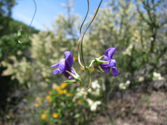 Neogaerrhinum strictum